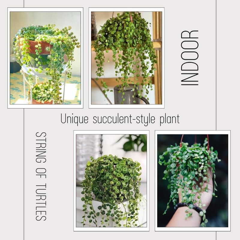 String of Turtles Plant Live, Trailing Succulent Vine, Rare Live Indoor Plant in Pot