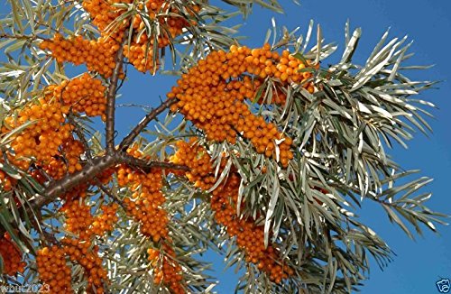 200 Seeds Sea Buckthorn, Seaberry - Hippophae Rhamnoides - Edible Fruit - Raw or Cooked !