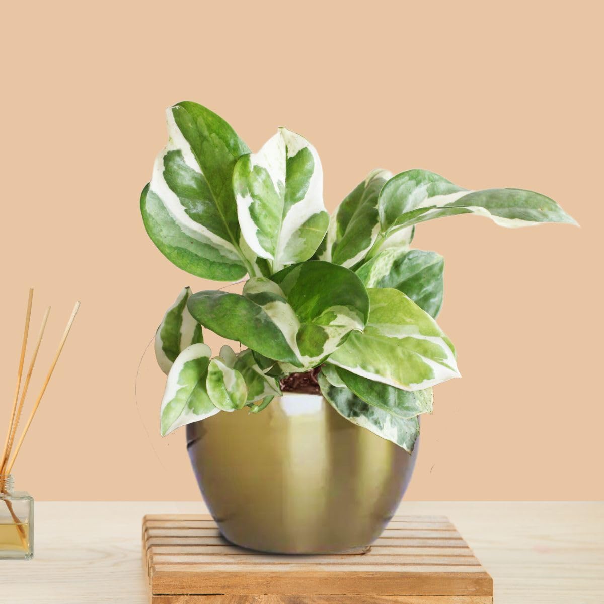 See full amazon price history chart for Greenkin Money Plant Njoy in Golden Metal Pot | Small Plants for Home Decor Greenkin Money Plant Njoy in Golden Metal Pot | Small Plants for Home Decor (B0DD8KQTBJ) Amazon Price History, Amazon Price Tracker