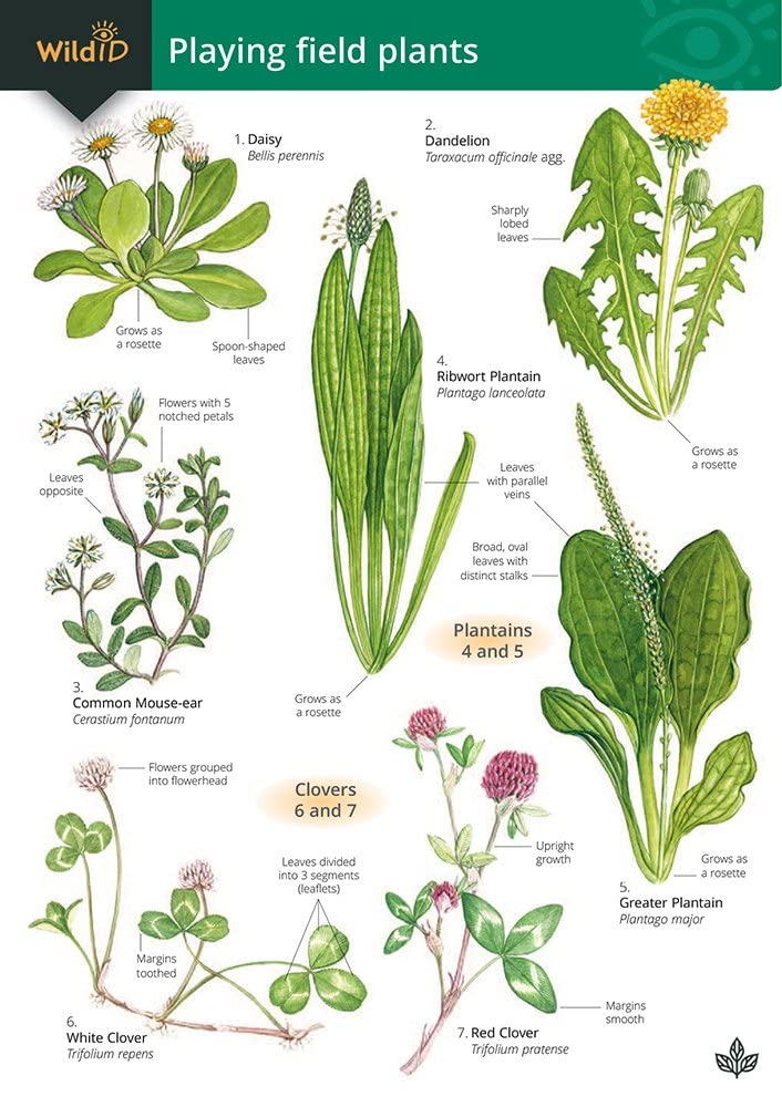 Playing Field Plants: v. 1 (WildID)