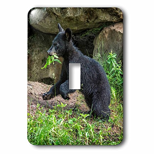 Interrupteur simple noir avec motif ourson du Minnesota 3dRose