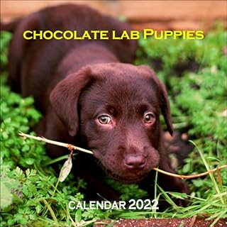 chocolate lab Puppies Calendar 2022: 12 Months of High-Resolution chocolate lab Puppies Photos | Cute Gift Idea For chocolate lab Puppies Lovers Men And Women.
