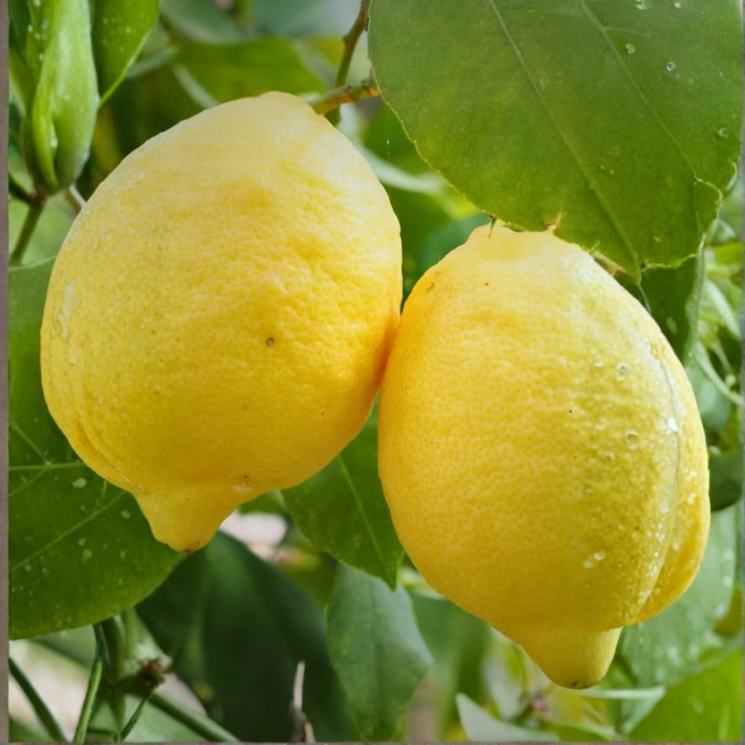 Limonero Lunario 4 Estaciones en Espaldera – Citrus Limon – Altura 130 cm – Maceta 60 cm