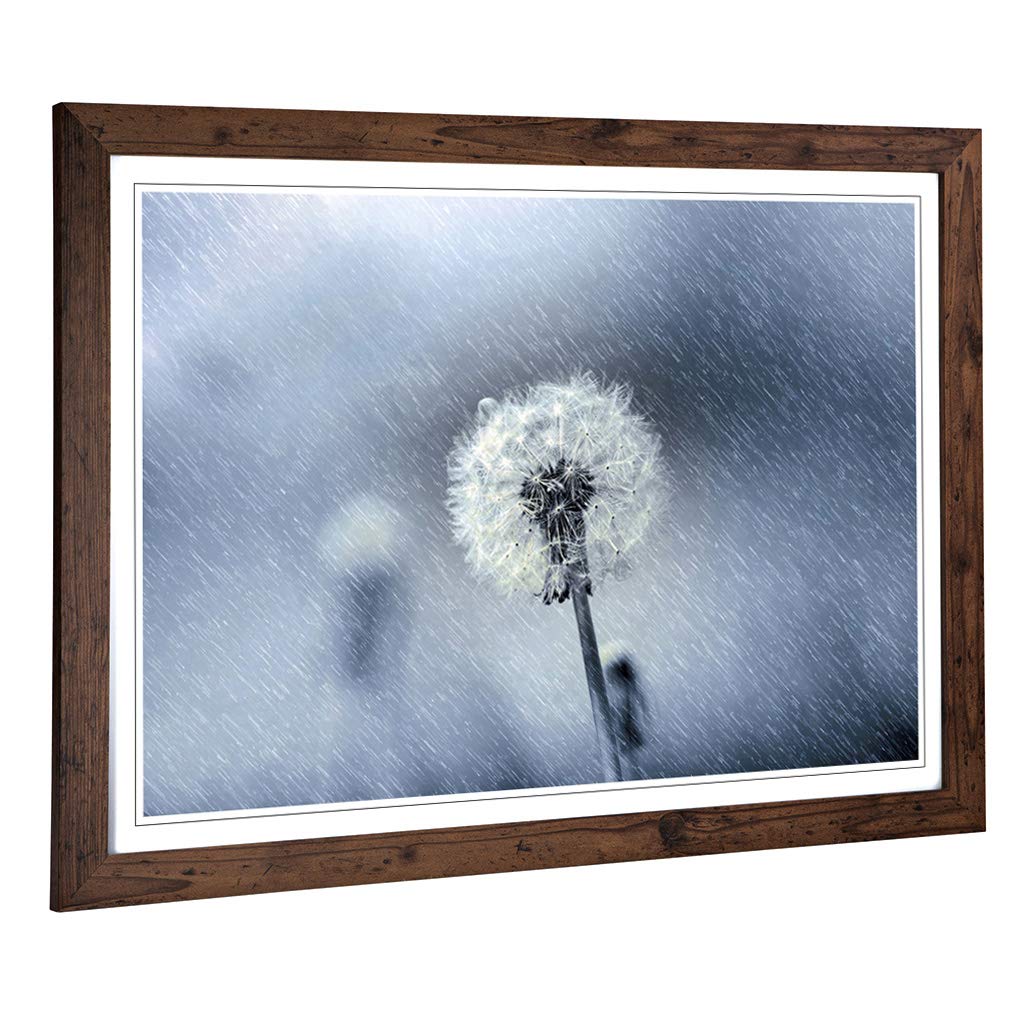 Big Box Art Framed Print of Flower Dandelion in The Rain (2) Design | Wall Art Picture | Home Decor for Kitchen, Living Room, Bedroom, Hallway, Walnut, A2 / 24.5x18 Inch / 62x45cm