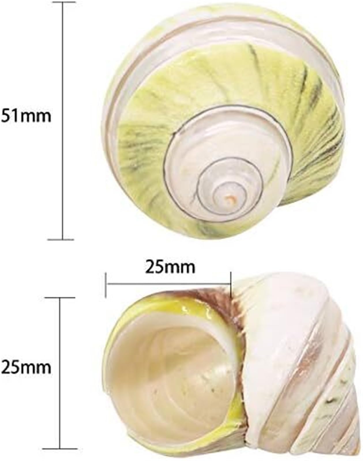 Muscheln, Strandmuscheln, natürliche Muschelschale, Einsiedlerkrebsschalen, Wachstumsmuschel, große Muschelschnecke, 2 Stück