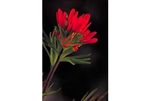 Castilleja coccinea: Dazzling Scarlet Indian Paintbrush for Your Prairie Canvas