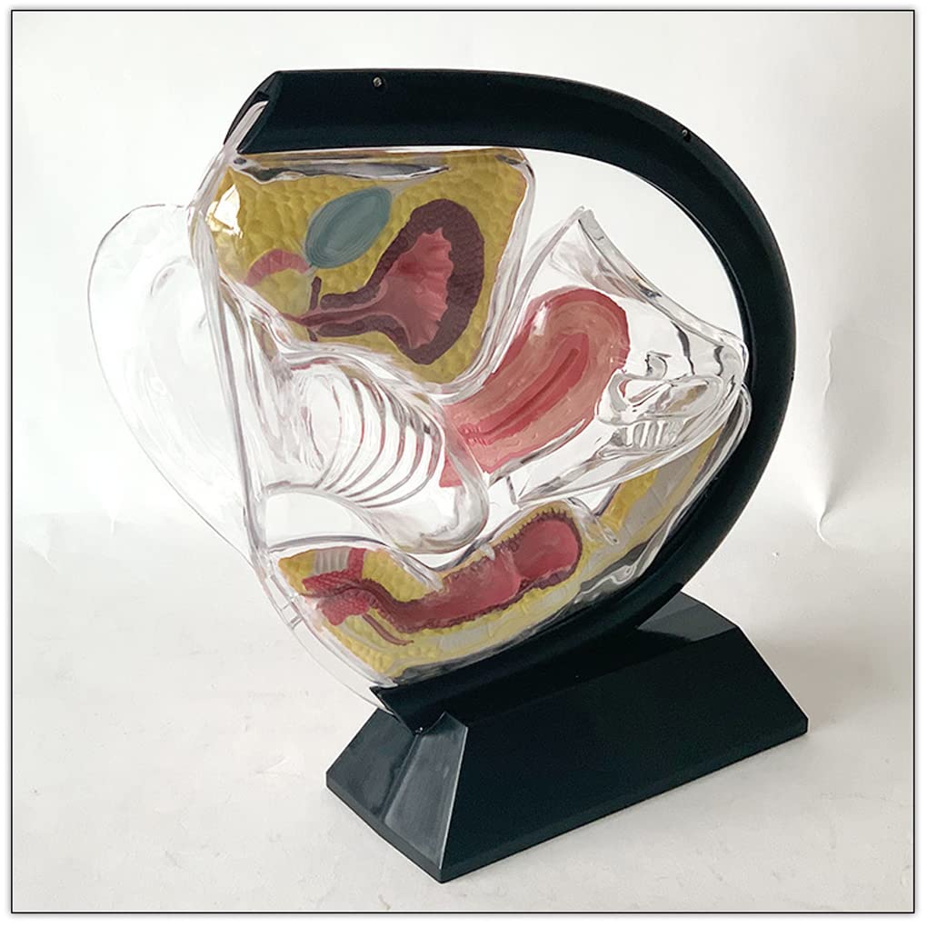 Przezroczysty Model Macicy Model Anatomiczny Widoczna Struktura Macicy Anatomia Macicy Jama Miednicy Pęcherz Brzuszny Jajnik Odbytnica Koksys Do Nauki Pomoc W Szkoleniu 21X23X8 Cm