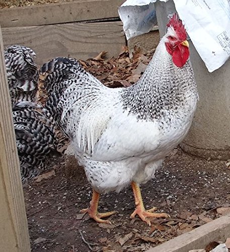 Live Hatching eggs barn yard mix Barred Rock leghorn black and red sexlink many buff bantams Americana and bearded silkies. product thumbnail 3