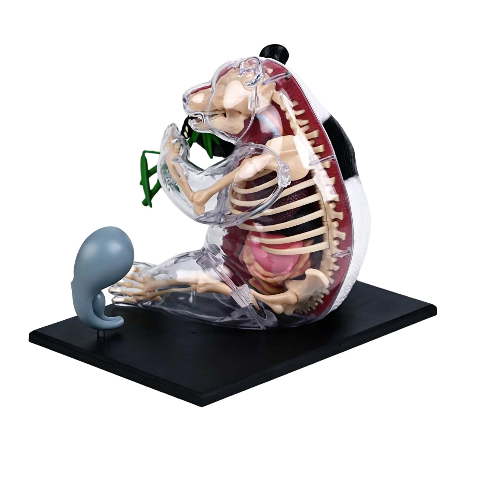 Ljmyy Educational Panda Anatomy Dissection Model For Medical Teaching And Science Learning With Detailed Organs Easy Assembly