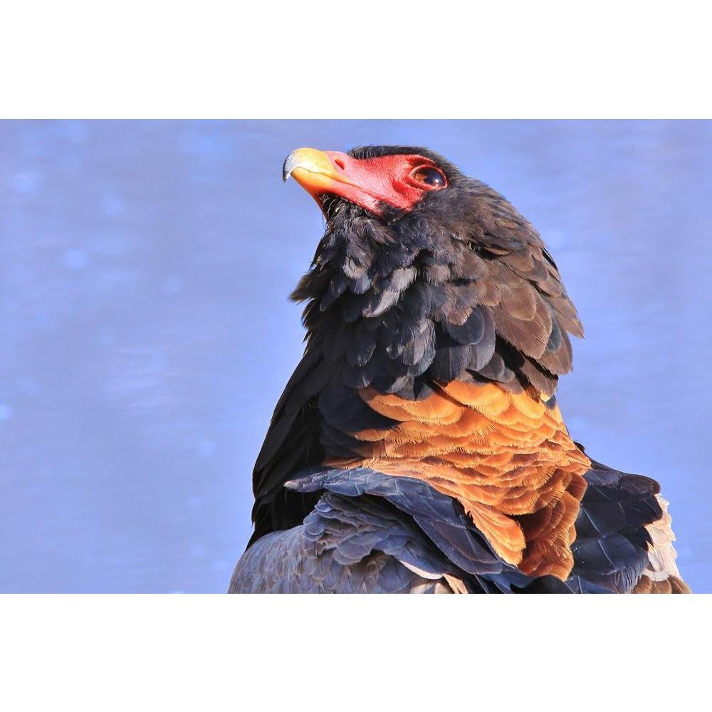 Pitaara Box Bateleur Eagle Africa, Stare of Color & Power | Peel & Stick Vinyl Wall Sticker for Bedroom & Living Room | 24 x 16 inch (61 x 41 cms)