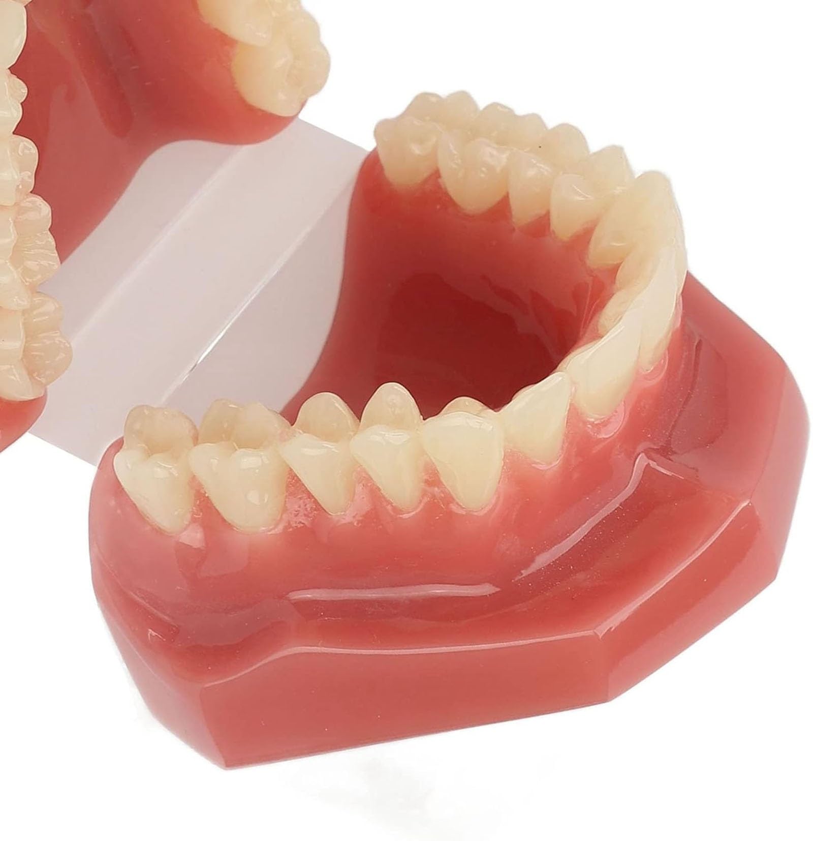 Dental Zähne Modell 28 Zähne, wiederverwendbare Erwachsene kieferorthopädische Dental Demonstration Model Resin Training, für Zahnmedizinstudenten Studie, Lehrer Lehrmittel
