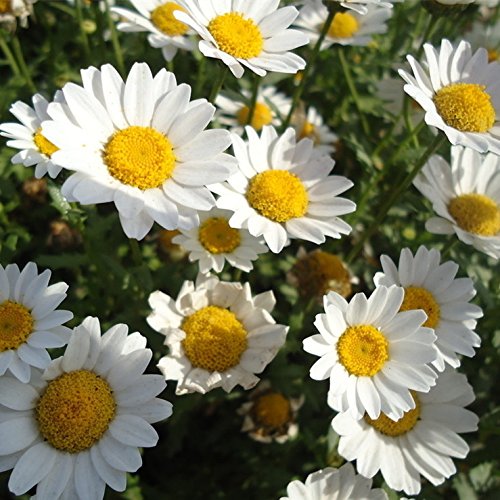 Creative Farmer White Flower Seeds Bellis Perensis Daisy White Flower Seeds - Kitchen Garden Pack (B01M1NZZC7) Amazon Price History, Amazon Price Tracker