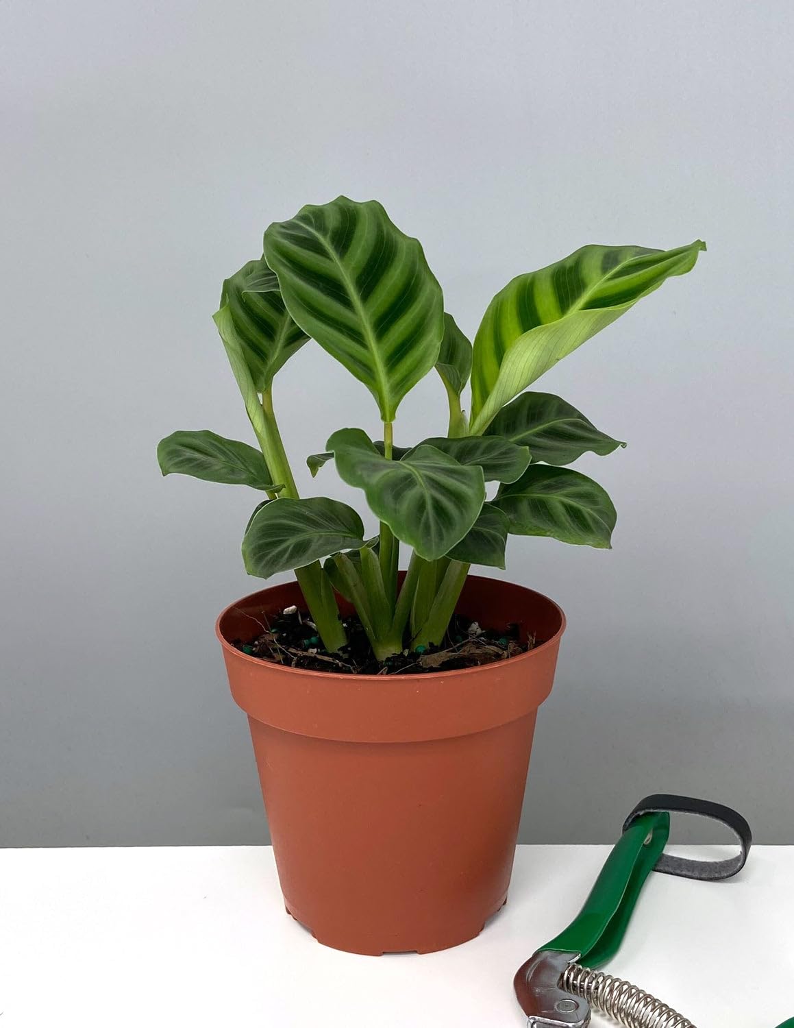 tropical vibes calathea zebrina | goeppertia zebrina live plant – balcony friendly | low light use | air purifier
