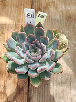 Amazon.co.jp: てっちん多肉植物エケベリア『ヘラクレス』65 : ホーム