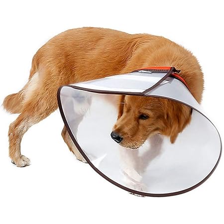 dog e collar cone