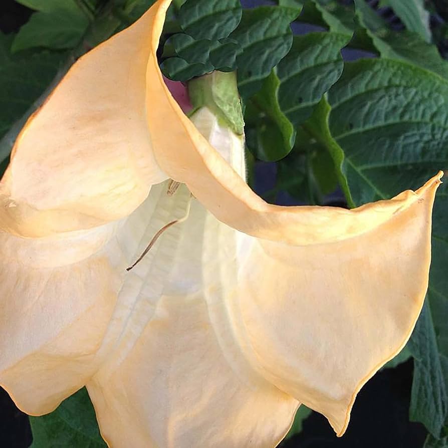 Sun Surf　TARO LEAF ANGEL'S TRUMPET　M 61tvGq7sFhL._UF350,350_QL80_.jpg