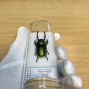 Amazon.co.jp: 昆虫標本パプアキンイロクワガタ ガラスケース