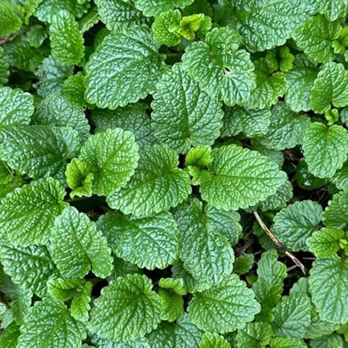 semi di melissa - giardino decorazione resistenti esterno balconi 250pcs