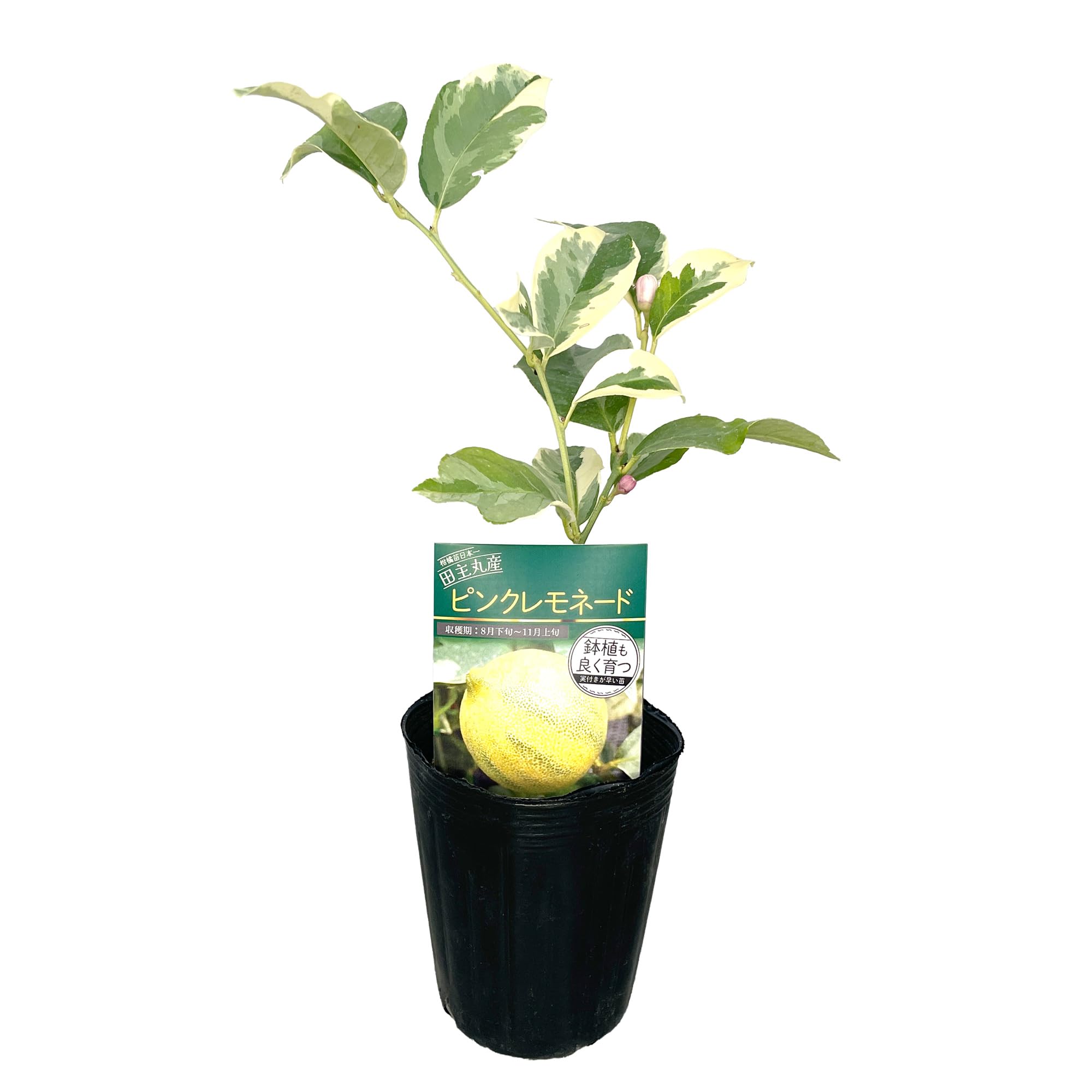 Amazon.co.jp: レモン ピンクレモネード 苗木 [小] 9cmポット 【自宅で