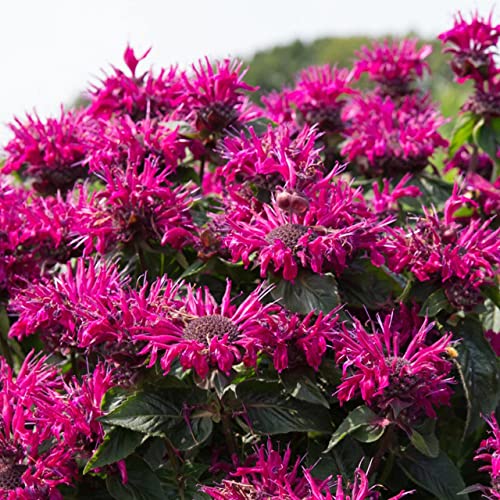 Bee Balm Bee True Monarda Plants in Separate 4 inch containers- Daylily Nurseryone Plant per Pot You Choose Amount! (1)
