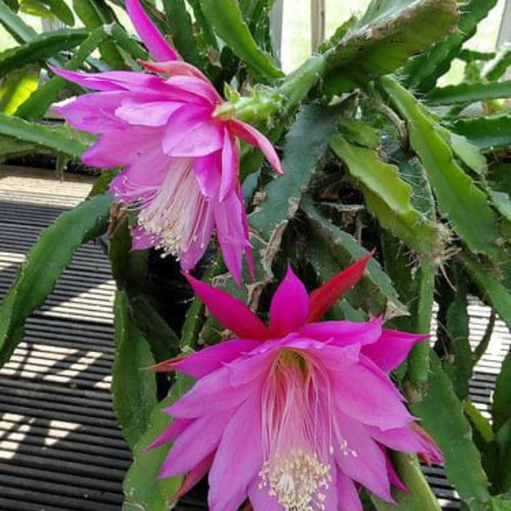 Adrija Plant Nursery Brahma Kamal Healthy Plant | Saussurea Obvallata Night Queen Lady of The Night King of Himalayan Flowers for Your Home or Garden | Color - Neon Pink (B0CNRWLN9H) Amazon Price History, Amazon Price Tracker