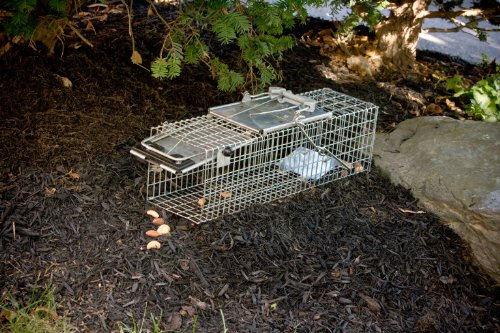Havahart Easy Set Small 1-Door Animal Trap for Rats and Small Squirrels - 1082-Made in the USA - Thumbnail 2