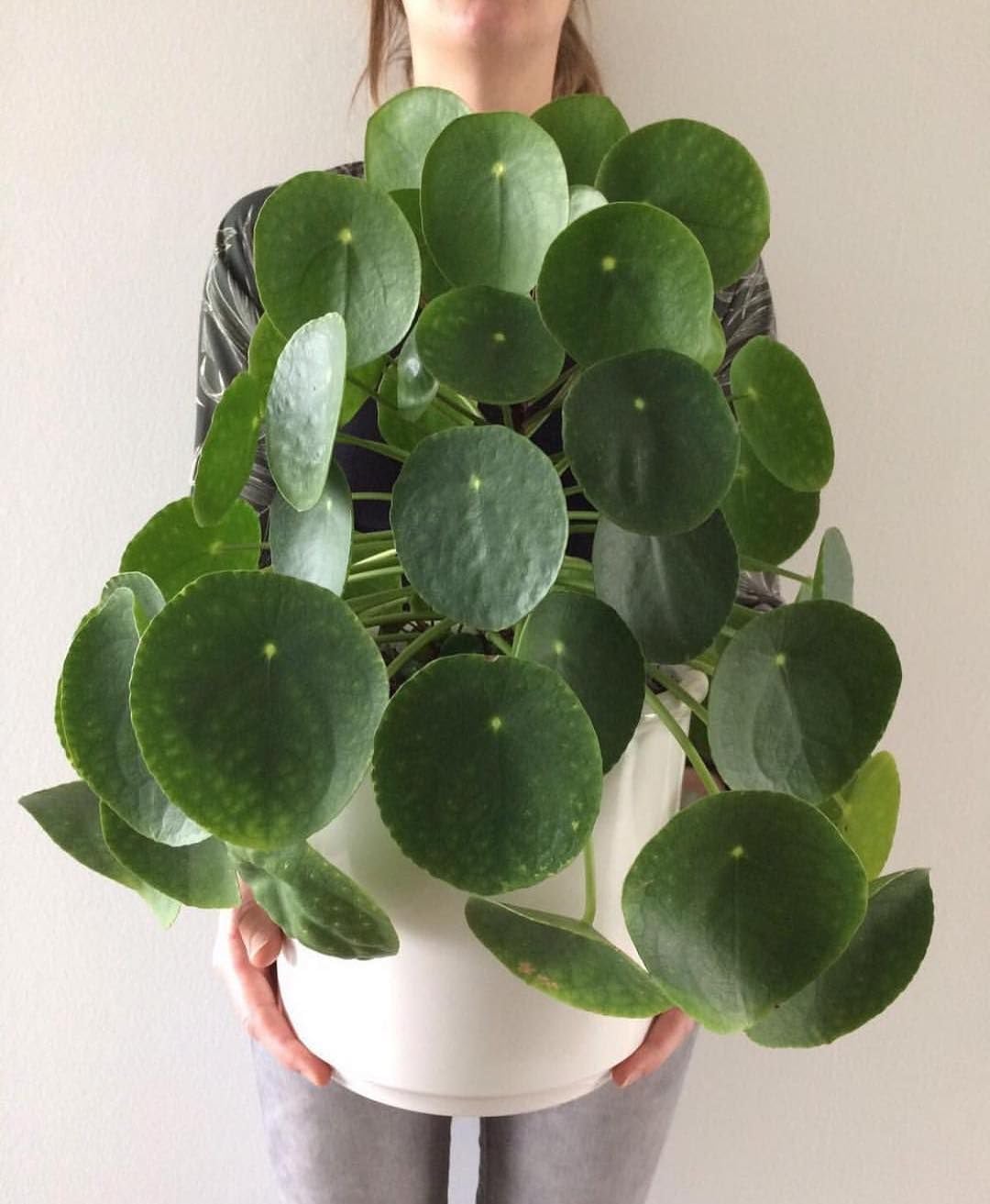 Guru ji Plantation Live Indoor Pilea Peperomioides Chinese Money Plant (B0D4LZZBBR) Amazon Price History, Amazon Price Tracker