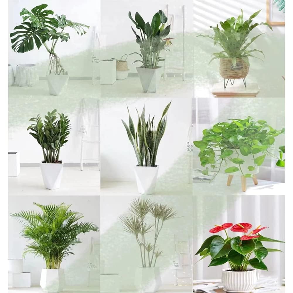 150 Stck zimmerpflanzen samen indoor set zimmerpflanze - Seltene Pflanze  serie - mix zimmerbonsai bonsai saatgut alte sorten pflanzen fr drauen  winterhart kunst pflanzen bonsai tree : Amazon.de: Garten