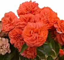 ドイリー1181❤️オレンジつる薔薇のメドレー✨大きめ36cm ドイリー1181❤️オレンジつる薔薇のメドレー✨大きめ36cmの通販