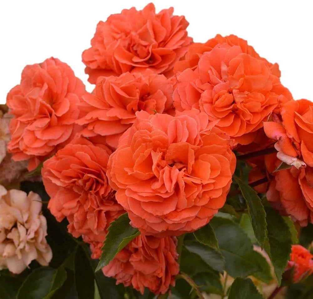 バラ 挿し木苗 ショコラR milky オール4 Pu ゆ春Orange バラ 挿し木苗 バラ 挿し木苗 ショコラR milky オール4 Pu ゆ春Orange バラ 挿し木苗