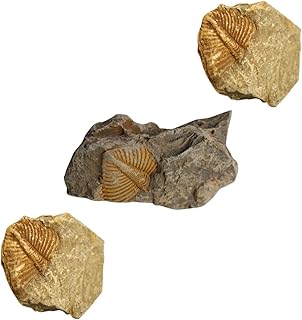 ULTECHNOVO 3pcs trilobite fossil trilobite real fossils trilobite stone trilobite tail rocks gift tablescape decor children's toys table adornment paleontology fossils fossil dig kit