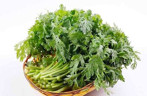 Miniatura 3 de Más de 300 semillas de semillas de margarita, Aantimonio, Mirabeles, Moya, Crisantemo de guirnalda, Rau Tan O