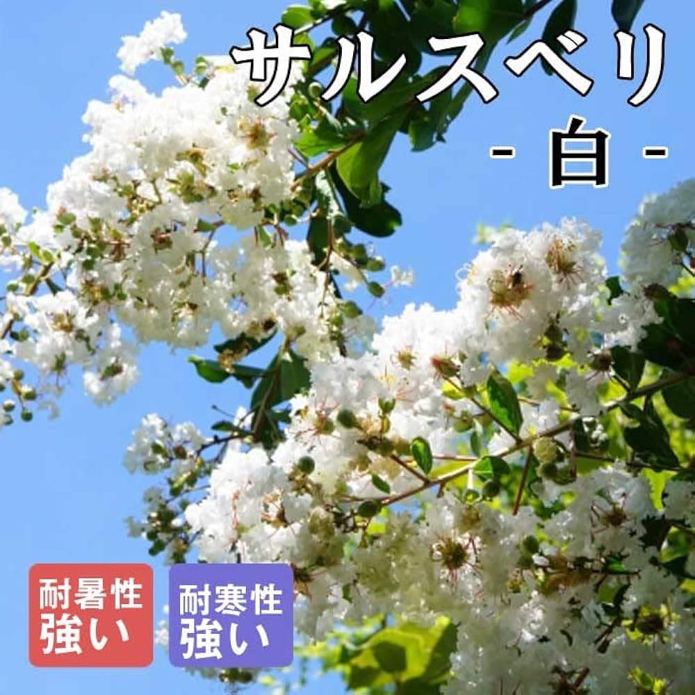 Amazon.co.jp: サルスベリ 苗木 白 15cmポット 苗 ガーデニング