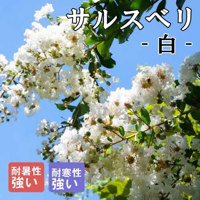 サルスベリ　百日紅　植木　白 楽天市場】サルスベリ 苗 【サルスベリ （白）】 5号ポット苗