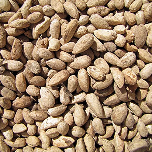 EasySeeds™ Neem, Desi Neem, Azadirachta indica, Nim, Margosa Seeds 1kg (Pack of Approx. 4000 Seeds) (B09NYPS2WZ) Amazon Price History, Amazon Price Tracker