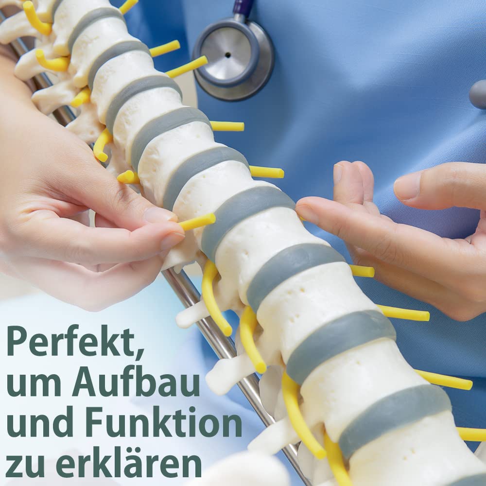 Columna vertebral flexible – Rashi modelo – 75 cm – soporte incluido