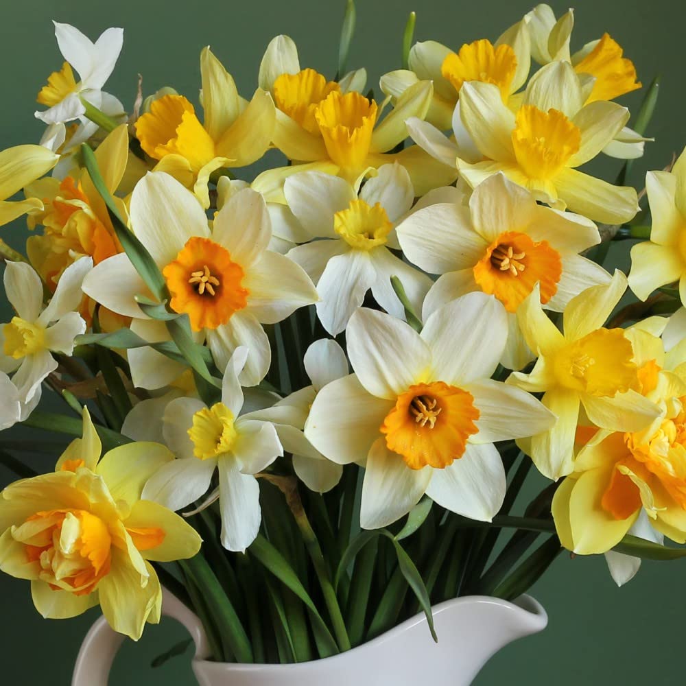 80 x Yellow Daffodil Bulbs Narcissus ‘Spring Flowering Mix’ Stunning Bright Flowers Brightens Up the Garden Perfect for Beds, Borders and Containers Daffodil Bulbs by Thompson and Morgan