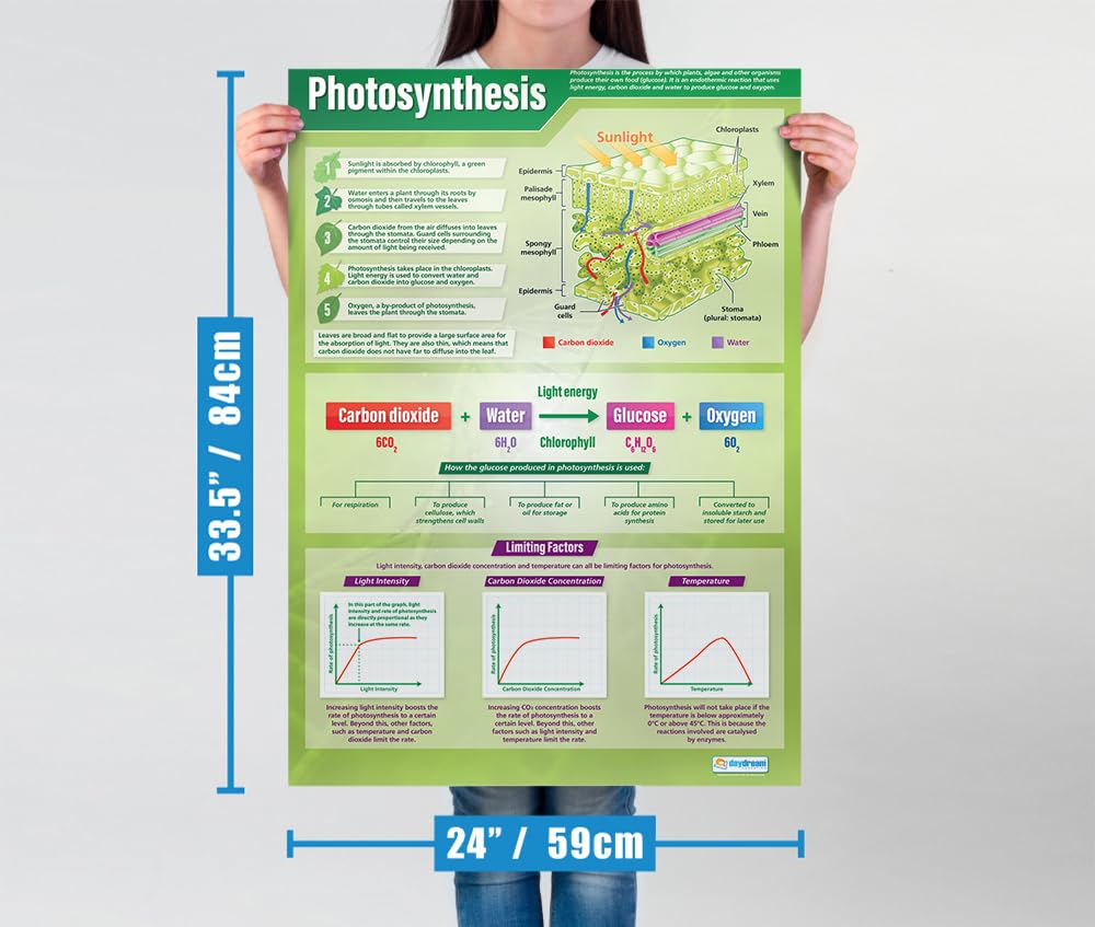 Poster Paper Daydream Education The Immune System
