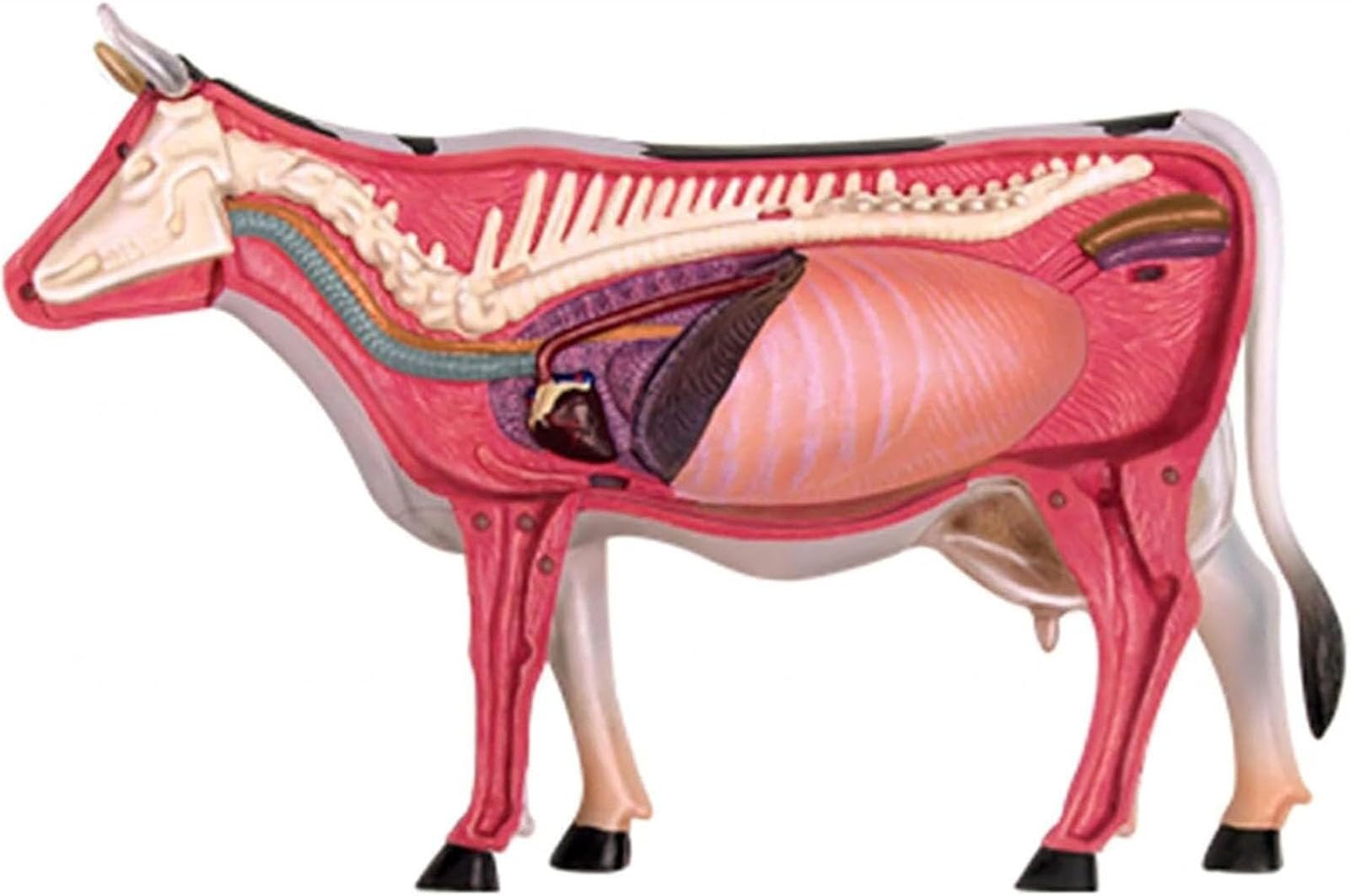 AMITD Modelo 4D de anatomía de vaca, 29 piezas, para entrenamiento y educación veterinaria