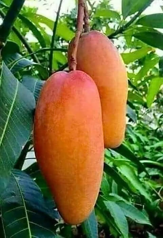 Chakla grafted special Hybrid Big Sise Red Banana Mango Plant, (Pack Of 1 helthy Plant) Plant hight 2-2.5 feet, Packing Quality High Secure. (B0CKNS9WY5) Amazon Price History, Amazon Price Tracker