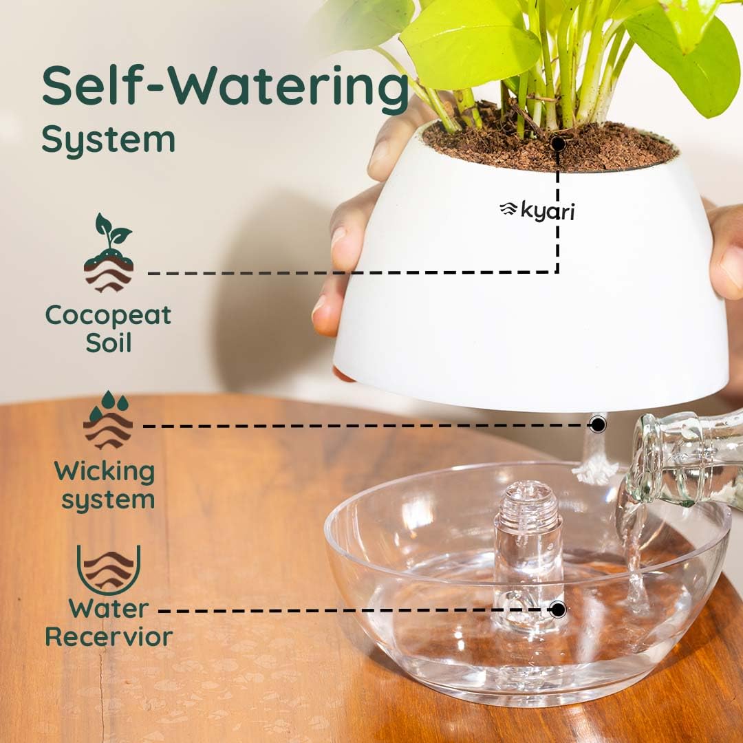 Kyari Lucky Bamboo 2 Layer Feng Shui Plant with White Self Watering Pot - Oval Pot 4 Inch - Image 5 thumbnail
