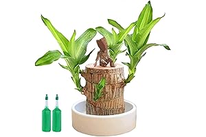 Mini Brazil Lucky Wood: The Ultimate Symbol of Good Fortune