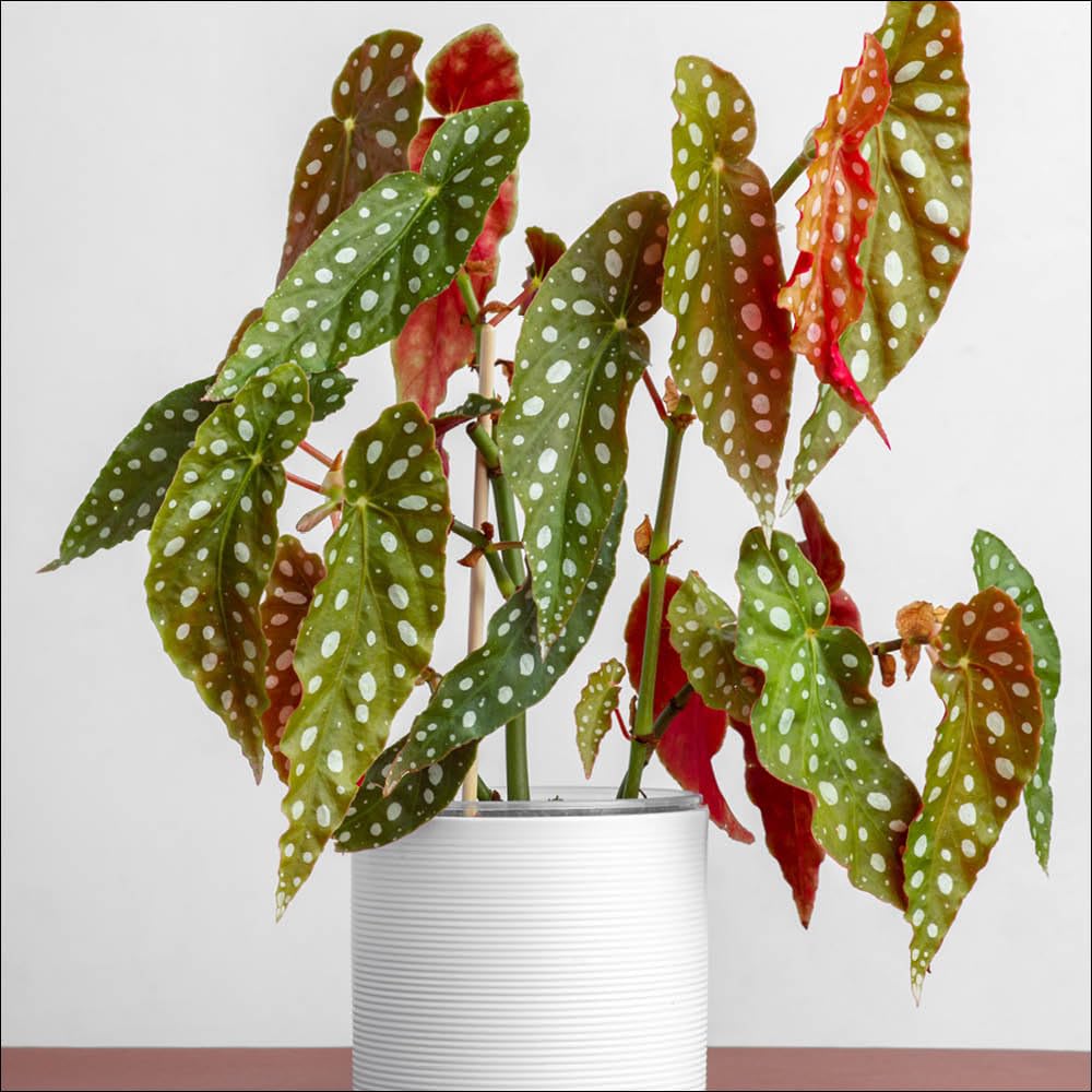 YouGarden Polka Dot Begonia, Established Houseplant in 12cm Nursery Pot, Ready to Plant and Display Begonia maculata, Indoor Plant