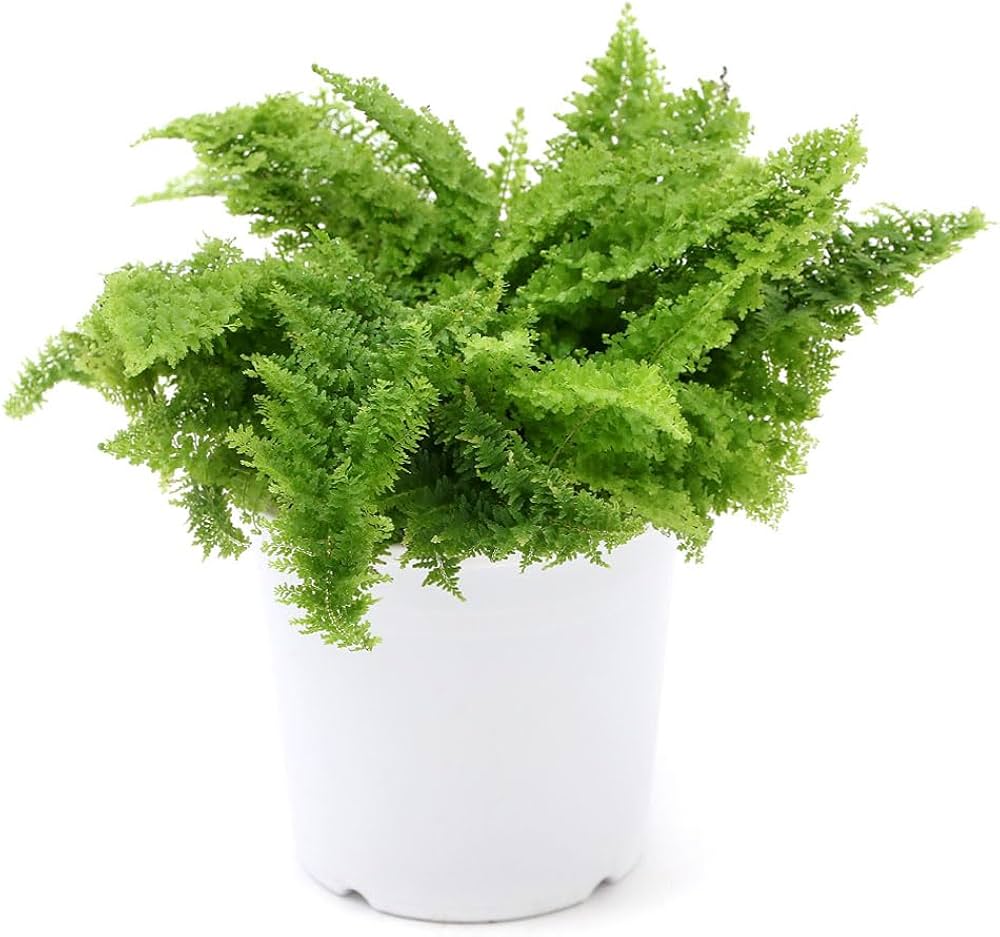 Amazon|【charm】(観葉植物)シダ ネフロレピス スコッチモス Amazon|【charm】(観葉植物)シダ ネフロレピス スコッチモス