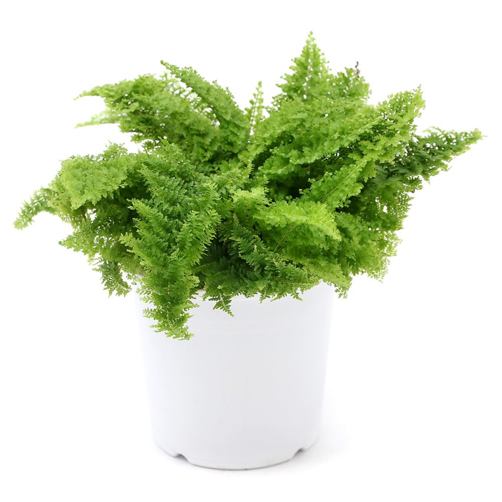 Amazon｜【charm】（観葉植物）シダ ネフロレピス スコッチモス 4号