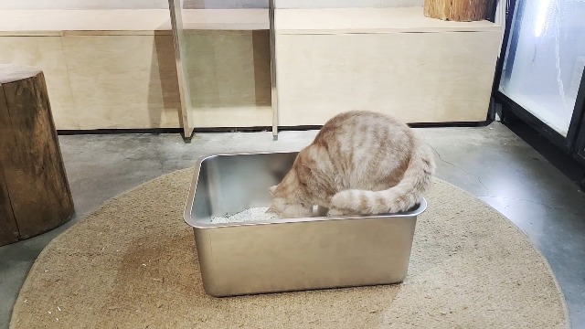 Lettiera Per Gatti In Acciaio Inox Antiruggine, Con Piedini Antiscivolo E Bordi Arrotondati, Facile Da Pulire E Senza Odori – 50x35x15 Cm