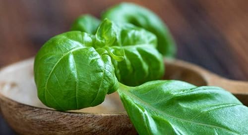 Miniatura 7 de Semillas de albahaca de hoja grande, más de 700 semillas para plantar sin OMG