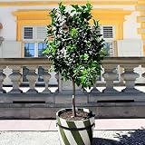 Brighter Blooms Persian 'Bearss' Lime Tree, 4-5 Feet