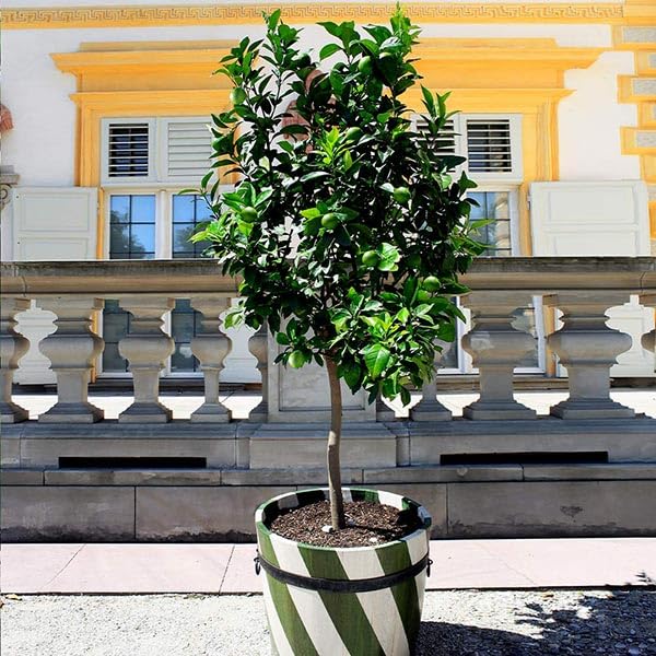 Brighter Blooms - Persian 'Bearss' Lime Tree, 2-3 Feet - Live Fruit Plant - No Shipping to AL, AZ, CA, FL, GA, LA, OR, TX, MS