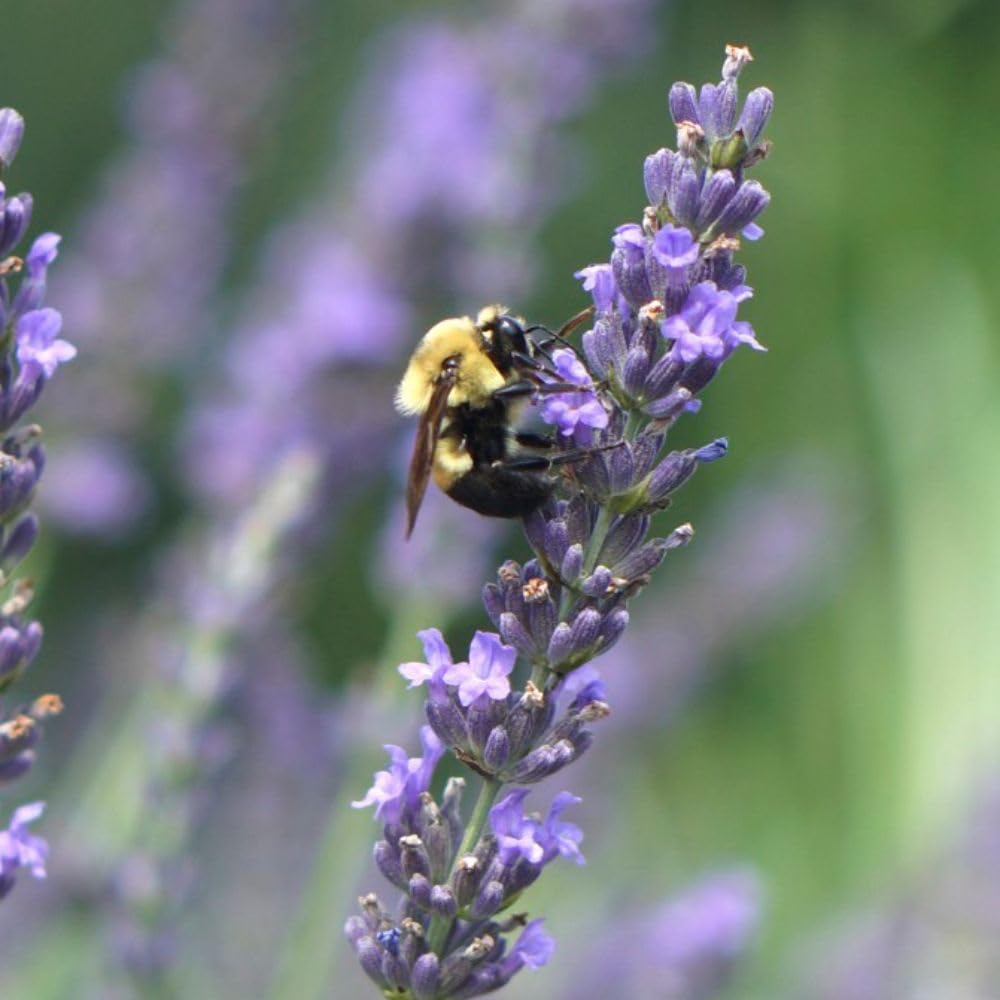 Lavandula × Intermedia 'Phenomenal' - Hardy Shrub with Exceptional Heat and Cold Tolerance – 1x 1 Litre Potted Plants by Thompson & Morgan